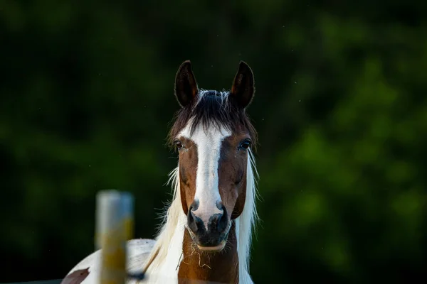 Retrato Caballo —  Fotos de Stock