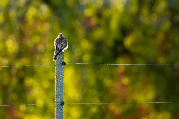 Ein Turmfalke Auf Einem Zaun Gegenlicht — Stockfoto