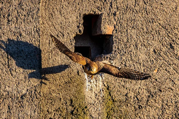 Kestrel Caverna Reprodução — Fotografia de Stock