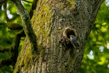 Ağaçta bir Nuthatch Kuşu