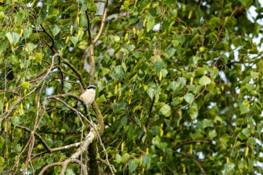 Bir dalda Kırmızı Destekli Shirke