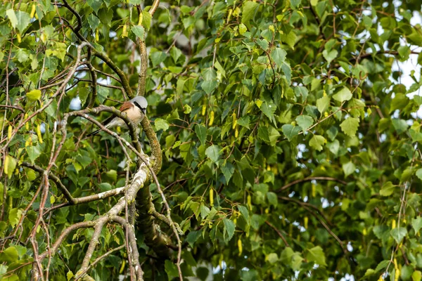 Μια Red Backed Shirke Ένα Υποκατάστημα — Φωτογραφία Αρχείου