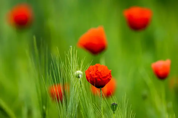 Red Poppy Barley Field — Stock Photo, Image