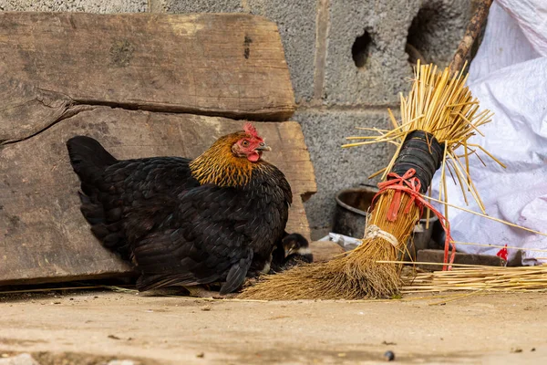 Una Gallina Gallinas — Foto de Stock