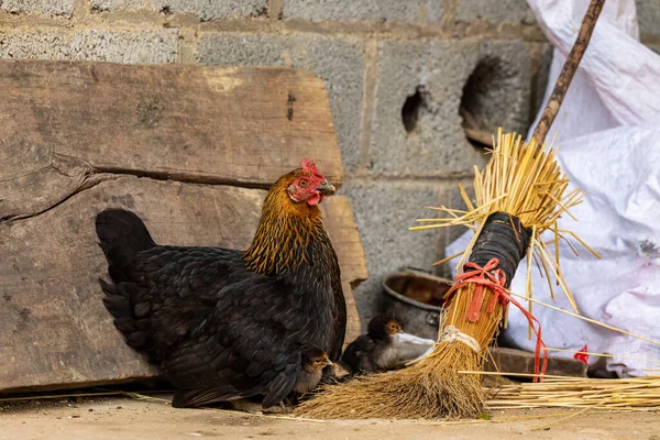 Una Gallina Gallinas — Foto de Stock