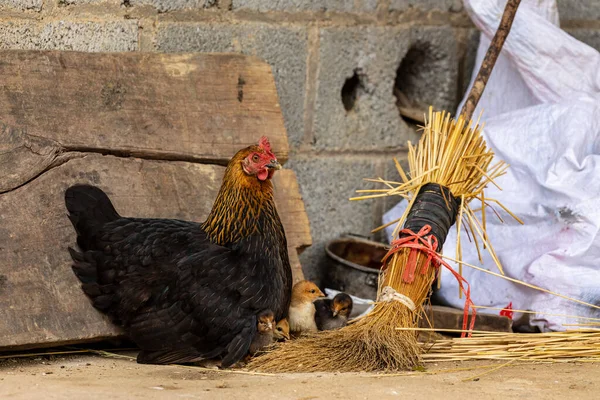 Hen Chickens — Stock Photo, Image