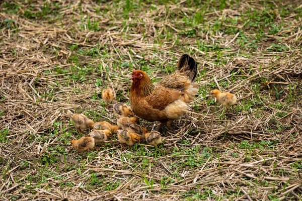 Hen Chickens — Stock Photo, Image