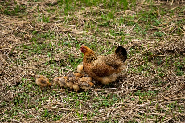 Hen Chickens — Stock Photo, Image