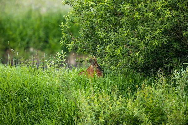 野中的一只雄鹿 — 图库照片