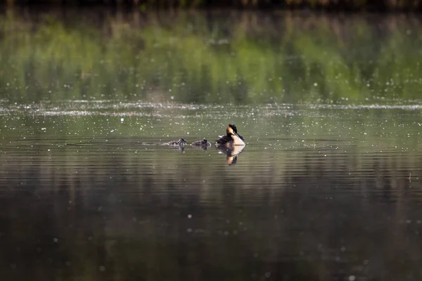 Grebe Crested Grande Com Pintos — Fotografia de Stock