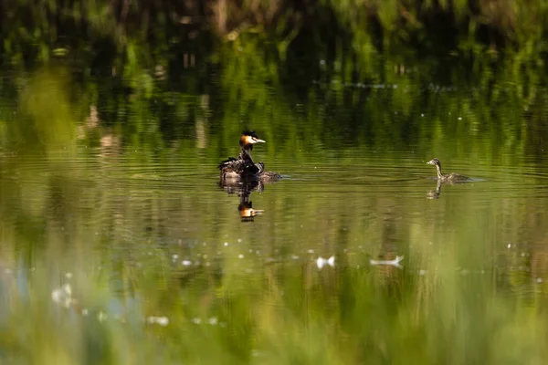 Grebe Crested Grande Com Pintos — Fotografia de Stock