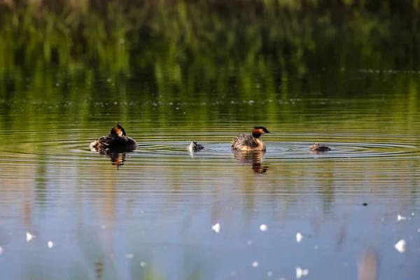 Wielki Crested Grebe Laskami — Zdjęcie stockowe