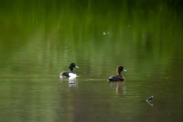 Tufted Duck Pond — Stock fotografie