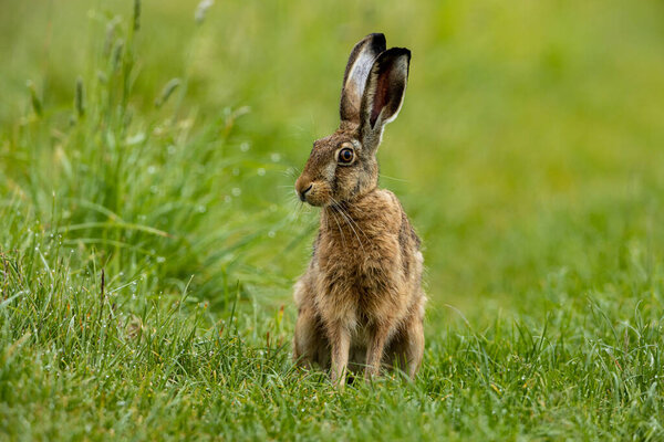 Дикий коричневый заяц на лугу
