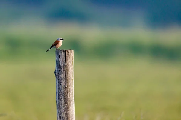 Rosso Sostenuto Shirke Palo — Foto Stock