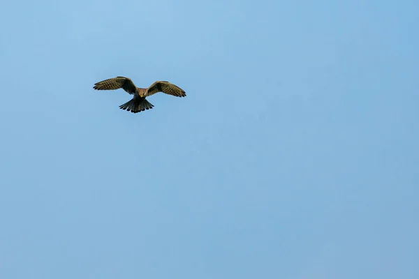 Kestrel Jagar — Stockfoto