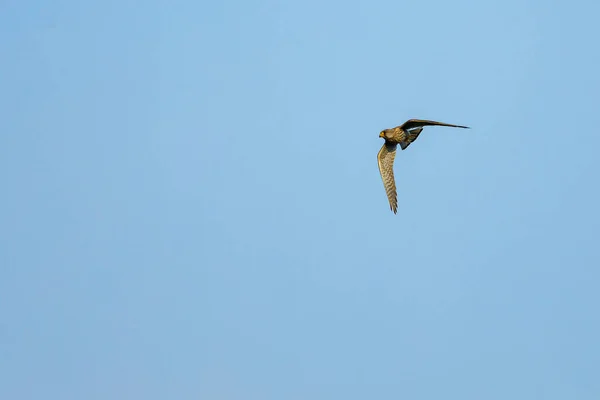 Kestrel Hunting — Stock Photo, Image