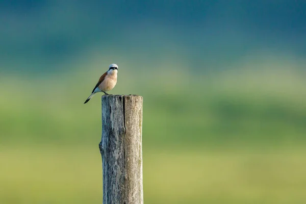 Rosso Sostenuto Shirke Palo — Foto Stock