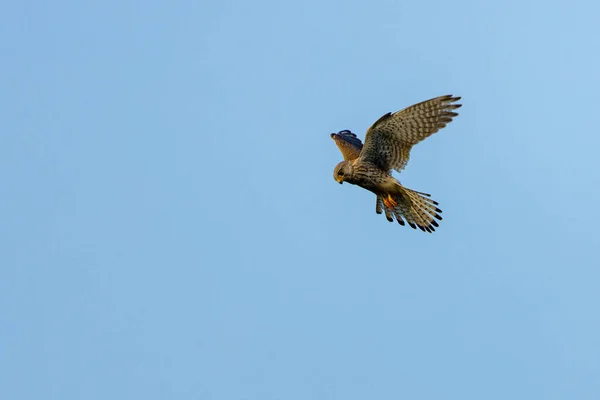 Kestrel Hunting — Stock Photo, Image