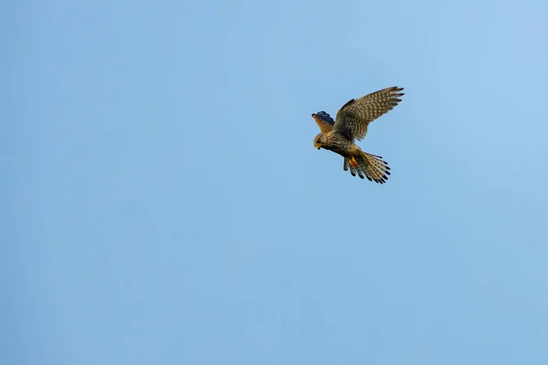 Kestrel Está Caçar — Fotografia de Stock