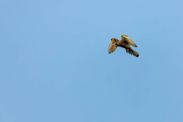 Kestrel Jagar — Stockfoto