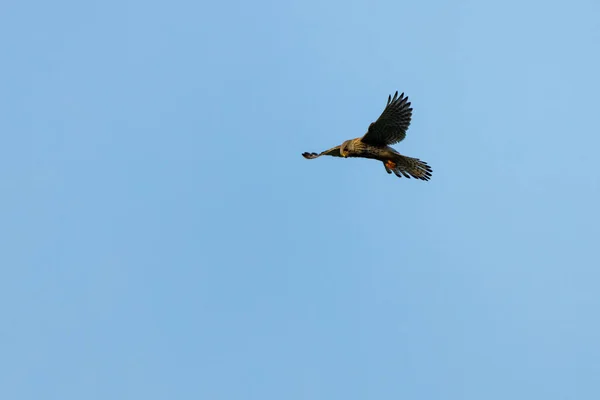 Cernícalo Está Cazando — Foto de Stock