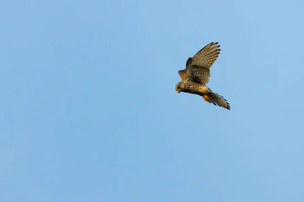 Kestrel Está Caçar — Fotografia de Stock