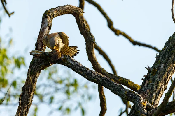 Ein Turmfalke Jagt — Stockfoto