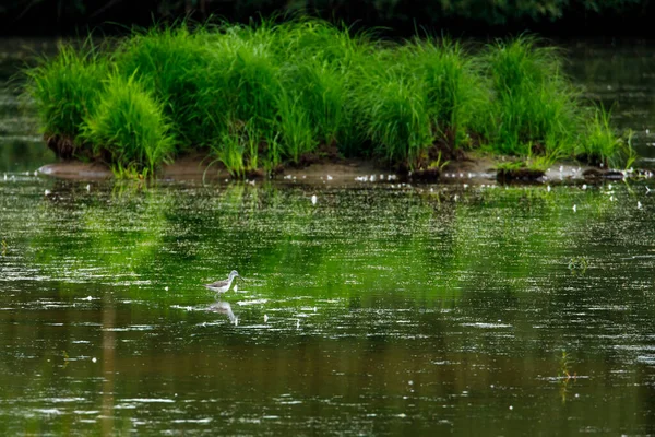 Greenshank Lake — Stock Photo, Image