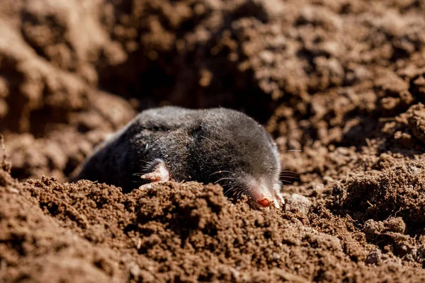 Una Talpa Molehill — Foto Stock