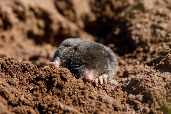 Uma Toupeira Molehill — Fotografia de Stock