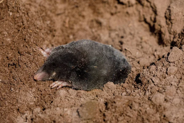 Mole Molehill — Stock Photo, Image