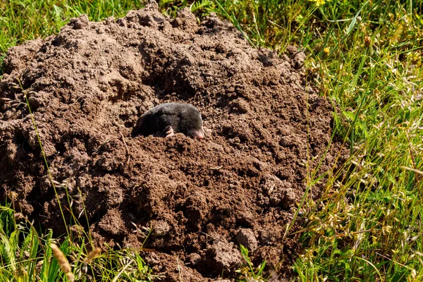 Una Talpa Molehill — Foto Stock