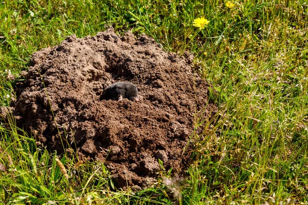 Mullvad Molehill — Stockfoto