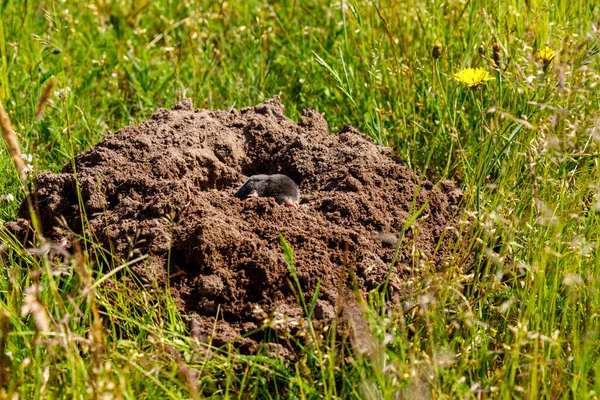 Une Taupe Molehill — Photo