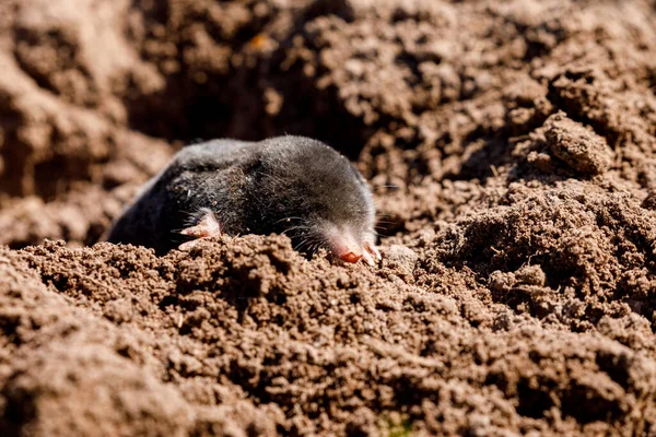 Una Talpa Molehill — Foto Stock