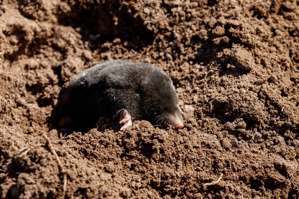 Una Talpa Molehill — Foto Stock