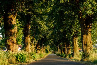 Werra Vadisi 'ndeki sonbahar ormanında yol