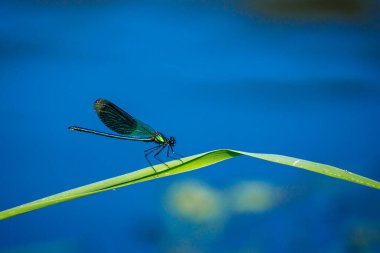 Nehirde uçan bir yusufçuk.