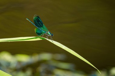 Nehirde uçan bir yusufçuk.
