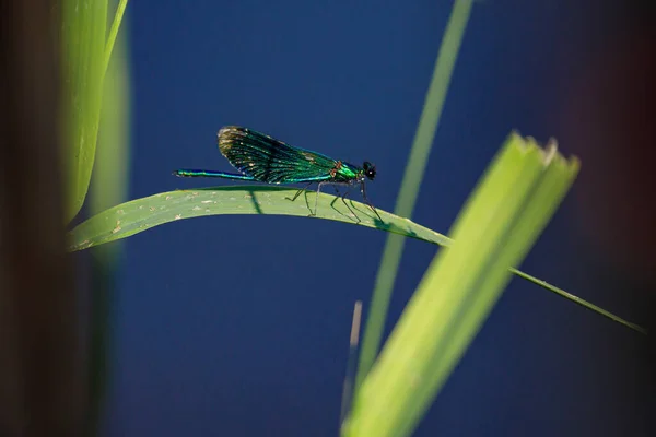 Banded Dragonfly River — Stock Photo, Image