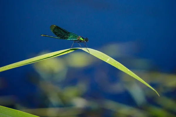 Een Banded Libelle Bij Een Rivier — Stockfoto