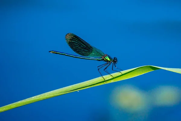 Eine Gebänderte Libelle Einem Fluss — Stockfoto