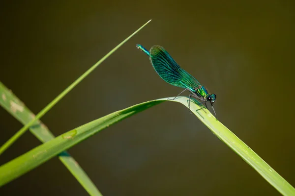 Una Libellula Fasciata Fiume — Foto Stock