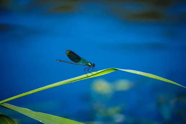 一条斑纹蜻蜓在河边 — 图库照片