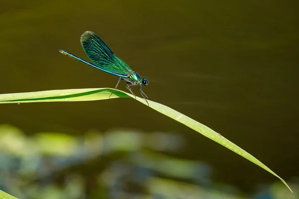 Een Banded Libelle Bij Een Rivier — Stockfoto