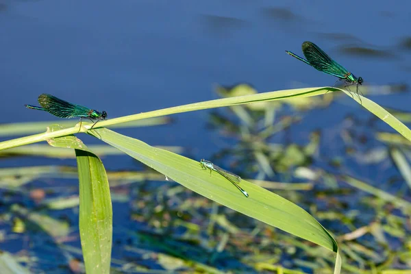 Una Libélula Banda Río — Foto de Stock