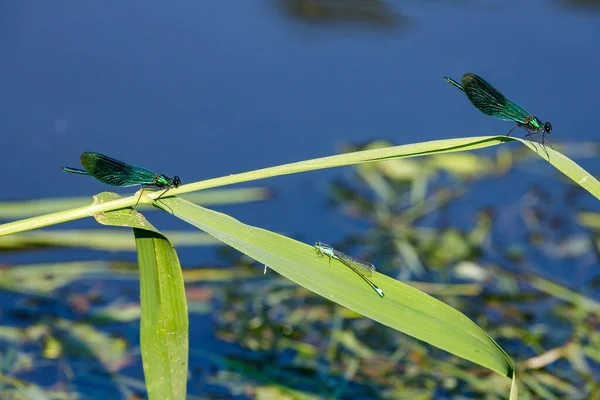 Een Banded Libelle Bij Een Rivier — Stockfoto