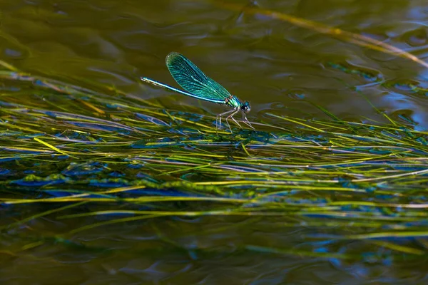 Una Libélula Banda Río — Foto de Stock