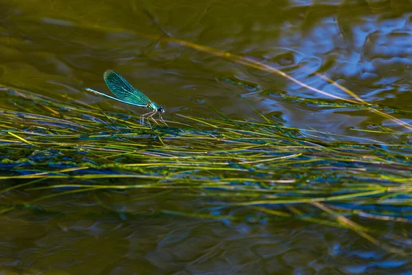 一条斑纹蜻蜓在河边 — 图库照片